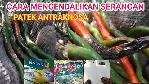 CARA MENGATASI PATEK PADA CABAI