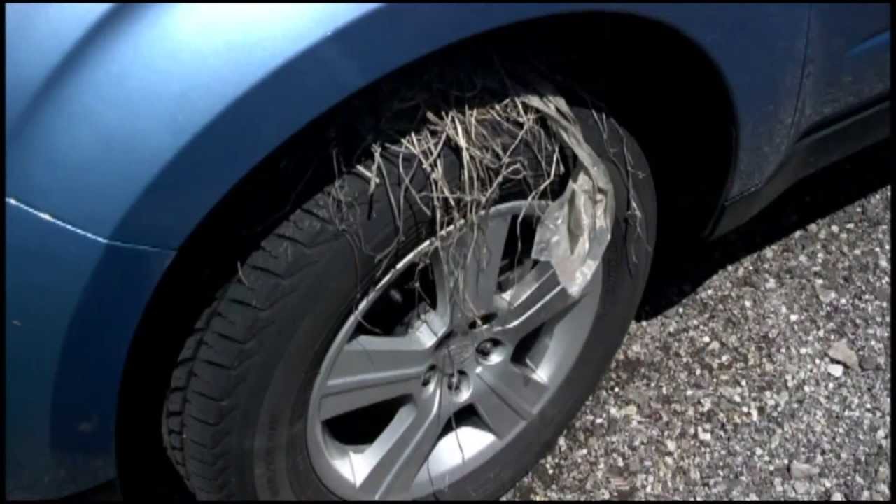 Robin's nest on my car wheel! - YouTube