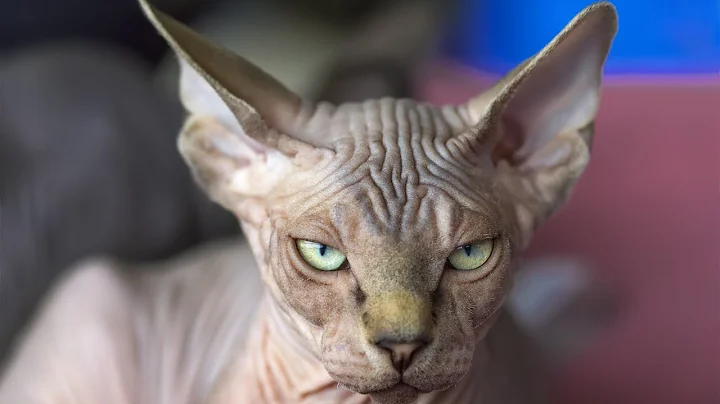 Video 3572251: sphynx cat, hairless breed