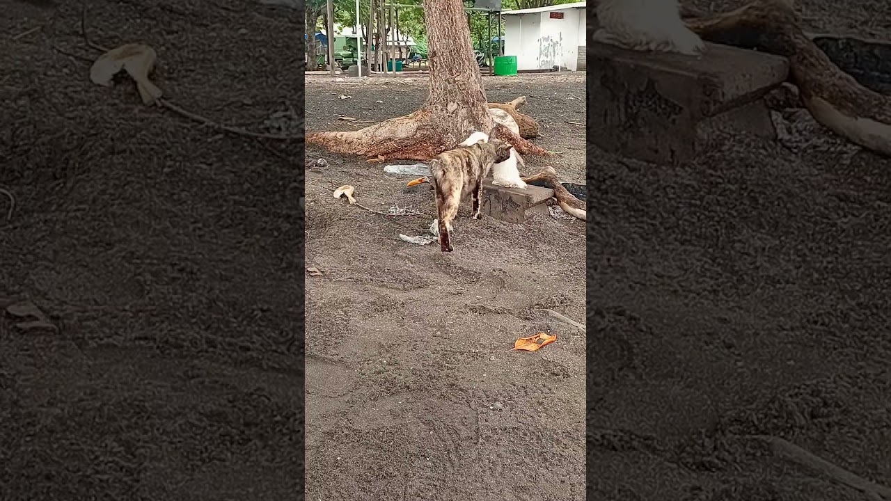 Pertemuan anak kucing dengan ibunya 