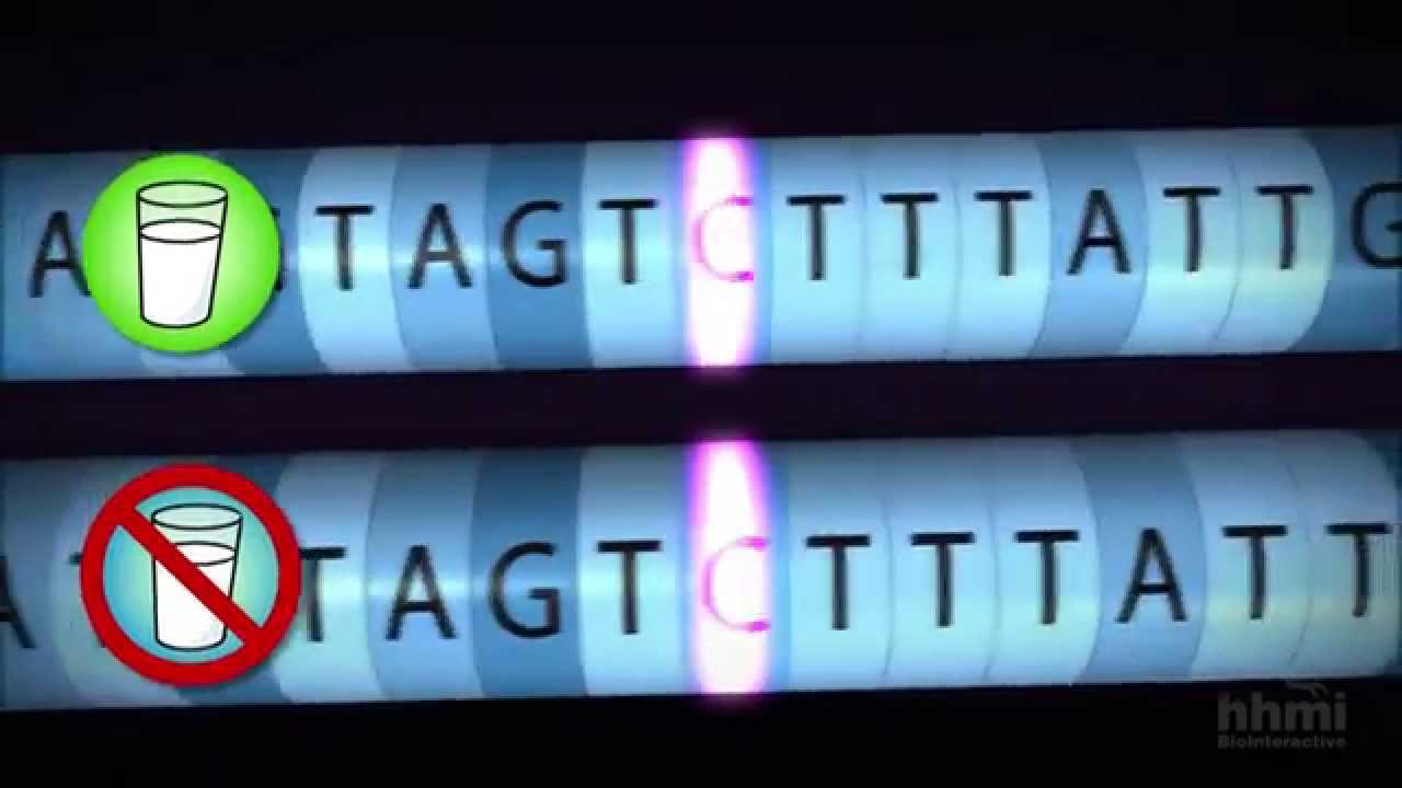 The Evolution of Lactose Tolerance — HHMI BioInteractive Video - YouTube