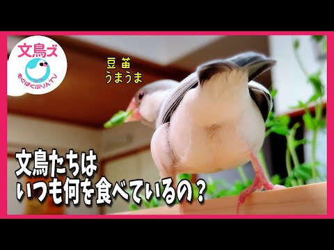 わが家の文鳥たちが、いつも食べているものを紹介します