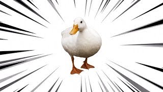 Duck.mp4