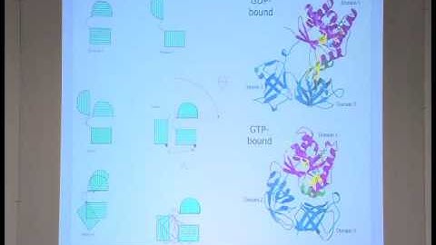 L21: Macromolecular dynamics: Flexible fitting into cryo-EM maps