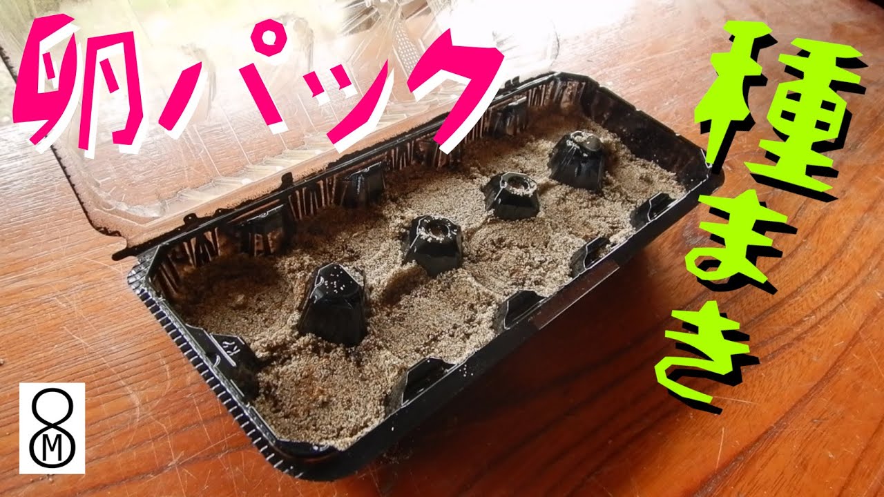 卵パックで作った種まきポット アイスプラントで試したところ Youtube