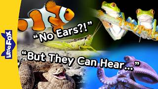 how do these animals hear without ears snake octopus fish