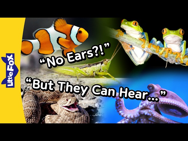 Video: How Do These Animals Hear Without Ears? | Snake, Octopus, Fish, Frog, Grasshopper | Little Fox