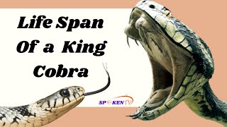 Life Span of a King Cobra - Facts  about King Cobra Snake @expertisemind