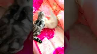 अदभत पयर पयर बचच बलल पलत जनवर