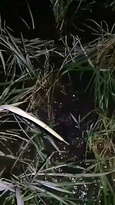 HIPNOTIS BURUNG/TIKUS SAWAH