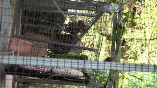 our 2 young parakets  stay in te room  next to our aviary   some time in northeastern Thailand