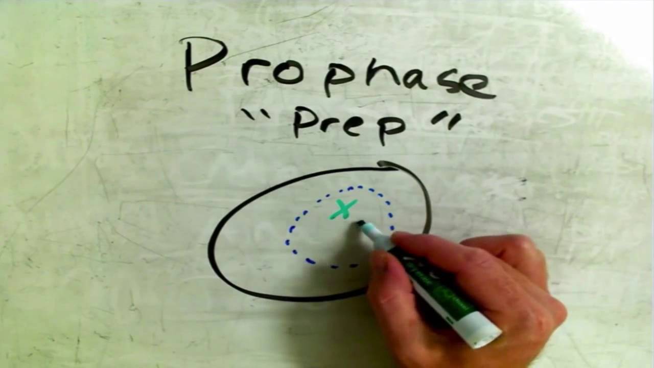 Phases Of Mitosis On The Whiteboard