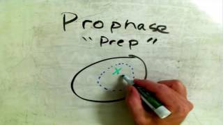 Basics of Mitosis Whiteboard Tutorial