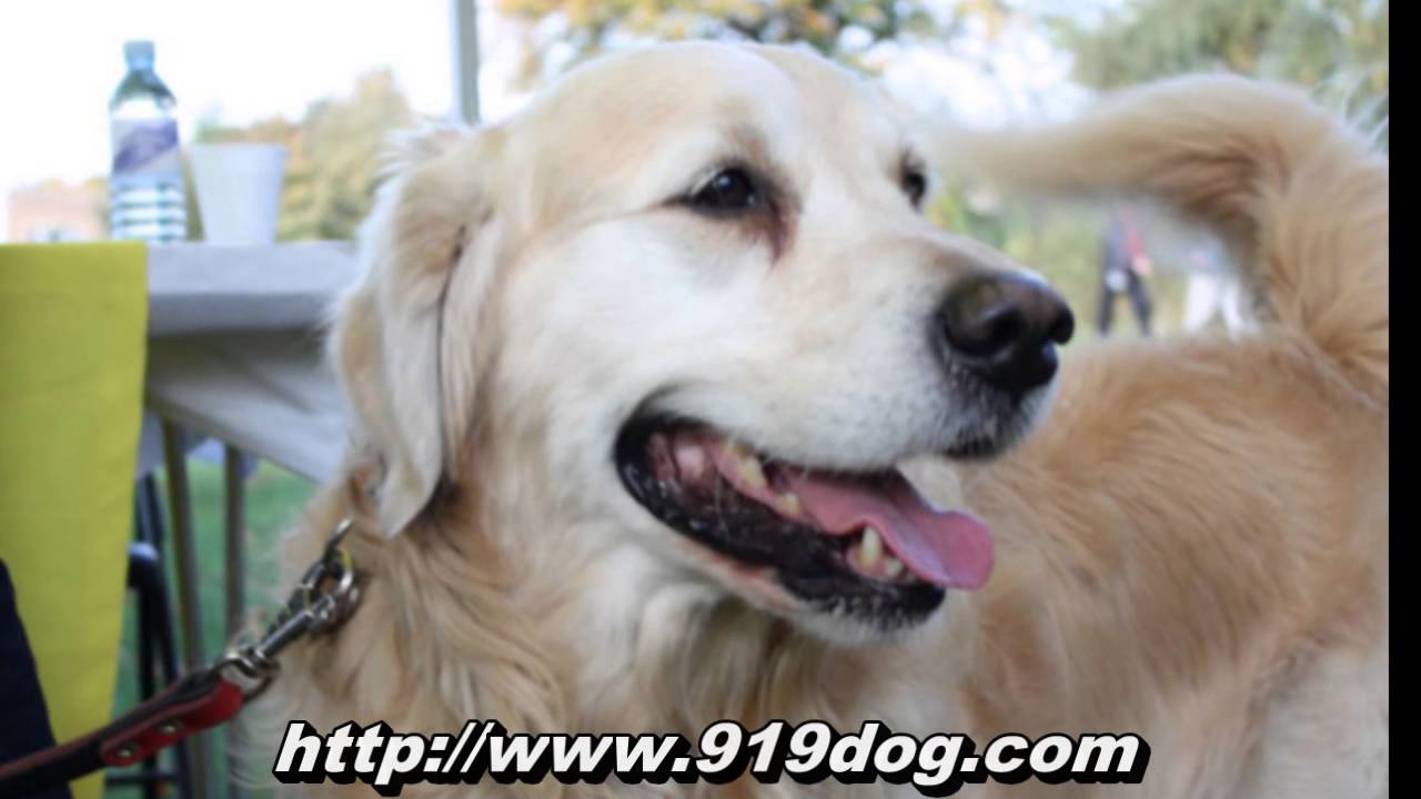 Dog walking services in Cary, Apex & Morrisville - Wake County NC Dog Walkers