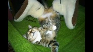 Невероятно смешные спящие кошки/Incredibly funny sleeping cat Невероятно смешные спящие кошки/Incredibly funny sleeping cat