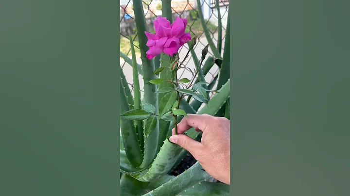 Try planting roses in aloe vera and the end #shorts - DayDayNews