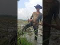 #cabaihijau #agriculture #farming #cabeunggul #pertanian #sawah #caberawitsubur #petani #shorts