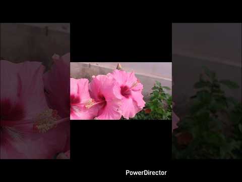 🔴 Beautiful hibiscus #trendingshorts #viralvideo