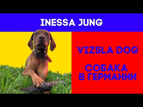 Бейне: Vizsla ит тұқымы гипоаллергенді, денсаулығы мен өмірінің ұзақтығы