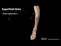Lower Limb Superficial Veins - M1 Dissection Supplement
