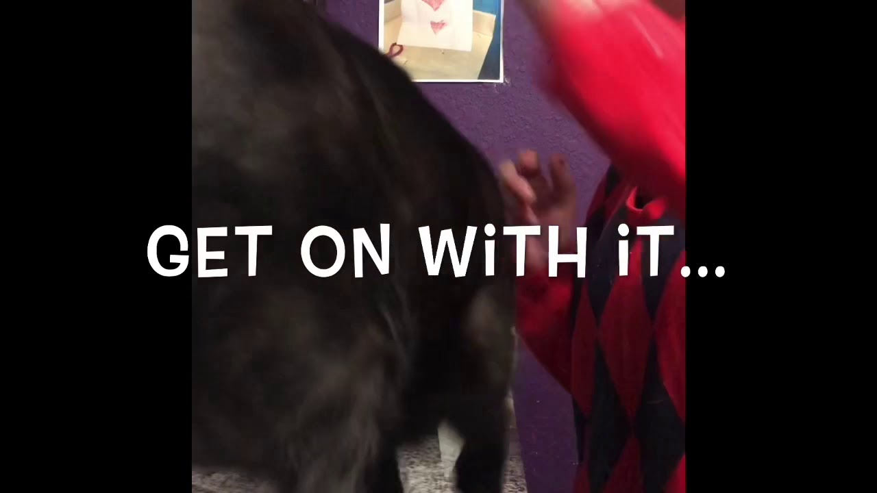 DIY Vegan Oat Milk, Comical with Cats, yet easy!