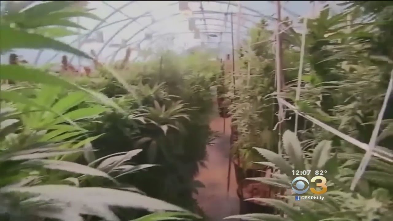 Pennsylvania To Name First Recipients Of Medical Marijuana Permits