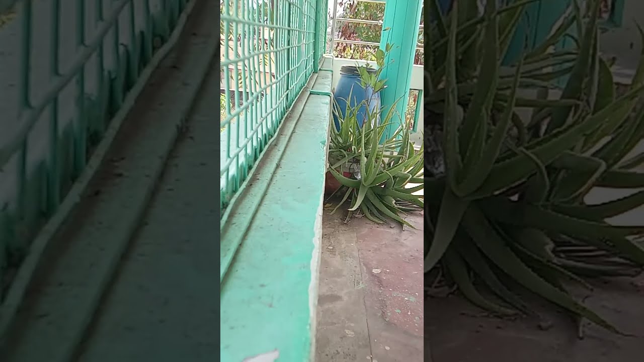 Selvadeepa Deepa is live