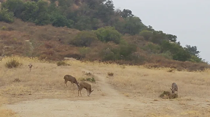 Deer in Monrovia Wilderness Preserve