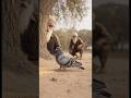 Kisan kabutar #viral#2026trending #shorts#funnyvideo#sadvideo