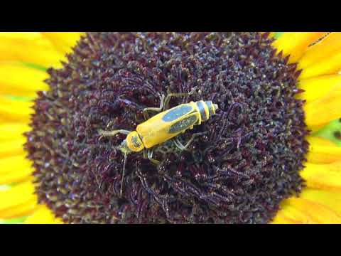 Video: Ciclul de viață al gândacului soldat - Cum să identifici ouăle și larvele gândacului soldat