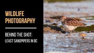 Wildlife Photography Behind the Shot - Least Sandpipers in BC (August 2018) by Michael Aagaard Wildlife Photography 484 views 5 years ago 3 minutes, 37 seconds