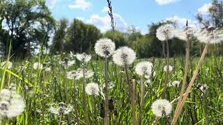 Flowers Nature Relaxation 4K Hdr
