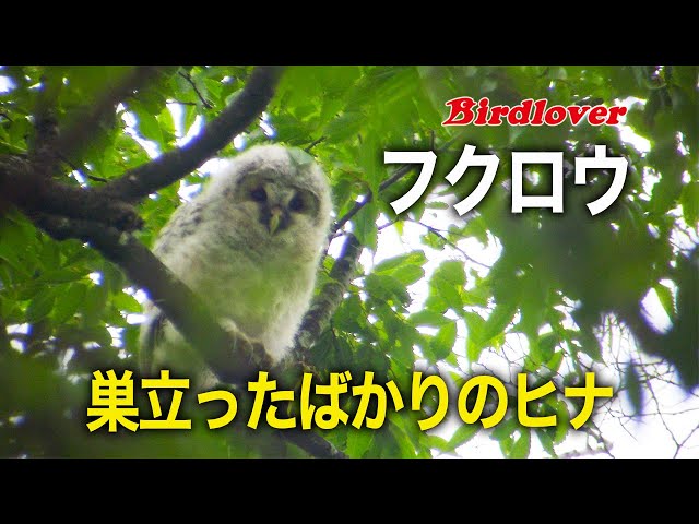 理想の美貌を手に入れ愛を奪う独り占めフクロウオルゴナイト 巣立ったばかりのフクロウのヒナ / Ural owl - YouTube