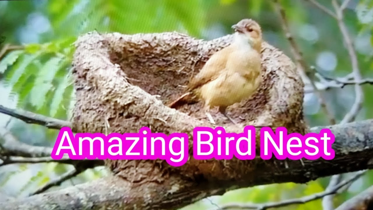 Bird Nest Amazing YouTube