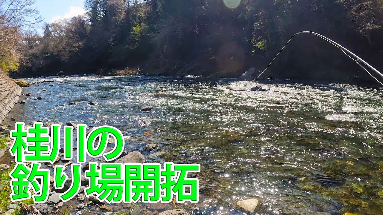 【フライフィッシング】【山梨県】桂川都留エリアの釣り場を開拓！