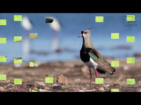 Interesting facts about southern lapwing by weird square