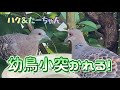 2022/7/22✴︎ハク＆たーちゃんの幼鳥小突かれる！