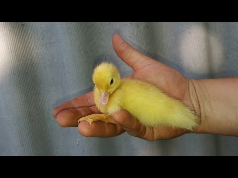 Вопрос: Как отличить уток от чаек?