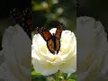 A white rose glistens with dew as a butterfly lands softly. 🤍🌹💧🦋 #shorts #rose #flower #butterflies