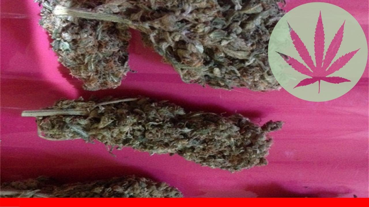 Lemon Sativa - All About This Strain