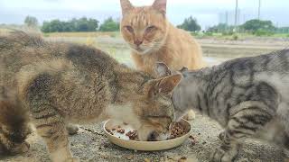 2024.4.9 猫巡り 公園の猫ちゃん達に美味しいカリカリと大好きな缶詰を by 子猫の子分とゲーム 109 views 3 days ago 15 minutes