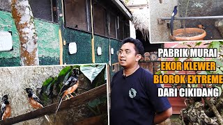 AWALNYA BELAJAR, KINI ADA 12 KANDANG TERNAK KHUSUS MURAI EKOR PANJANG DAN BLOROK EXTREME SEMUA