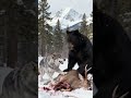 A hard-won meal, a desperate challenger.🐺🐻❄️