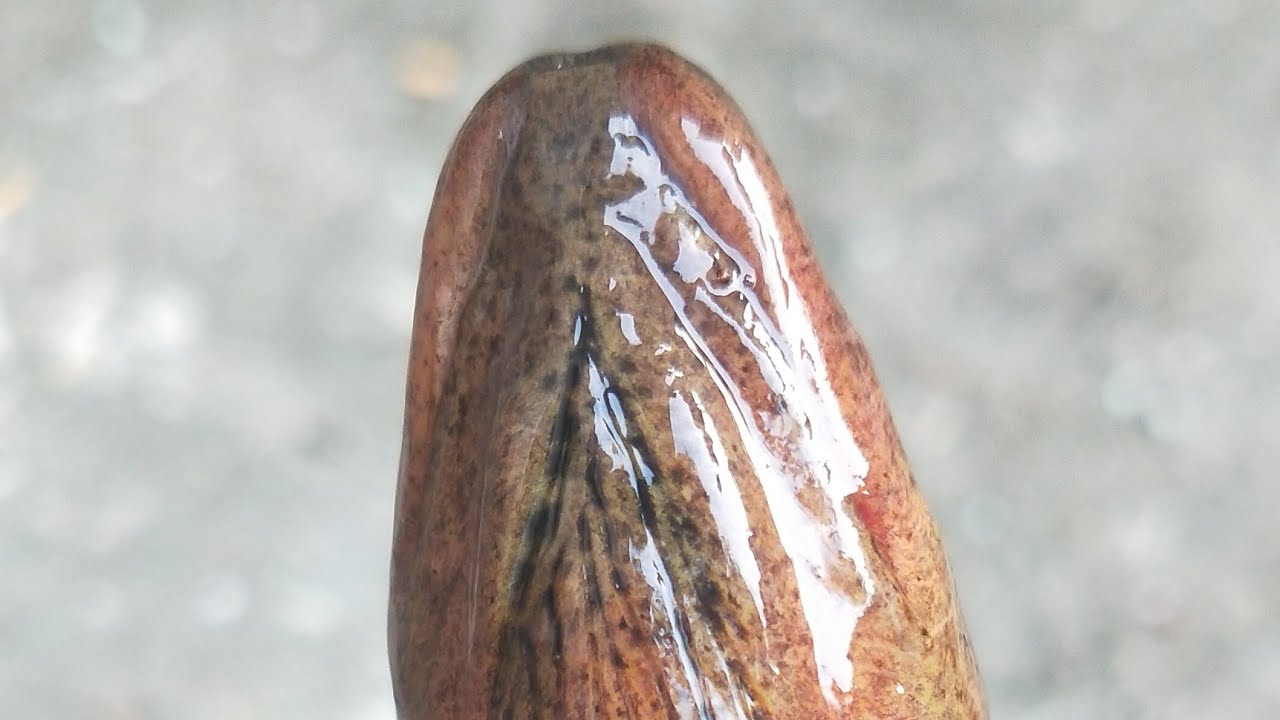 Kuche Fish Live || Cuchia || Shorts || YT || Fish