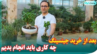 تا این ویدیو رو ندیدی، بونسای جینسینگ نخر !!