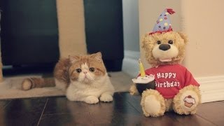 Kitty Muffin's Birthday Treat with Catnip Cigars and a Singing Bear