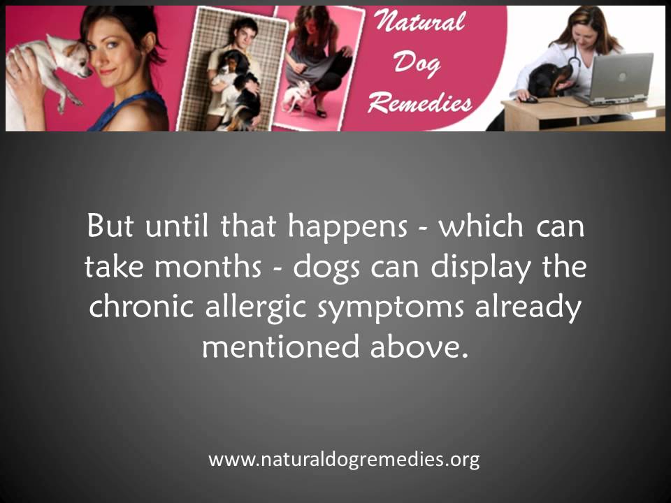 Natural Remedies for Dog Allergies YouTube