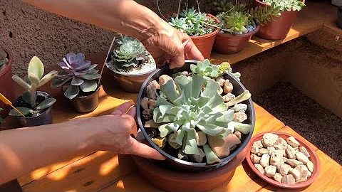 Como cuidar da suculenta Topsy Turvy?
