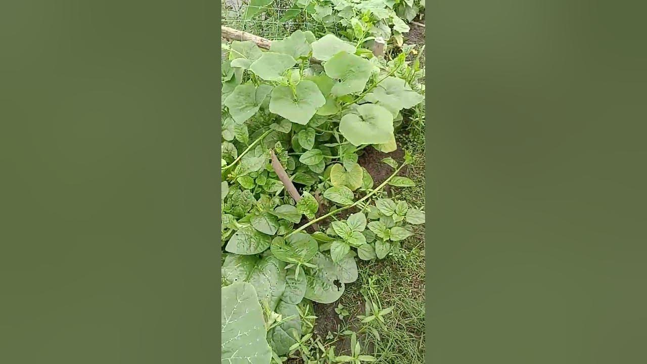 Sobuj sakh sobji#village #villagelife #cooking #recipe #food# ...