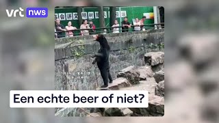Zijn Deze Beren Echt Of Mensen In Een Berenpak?